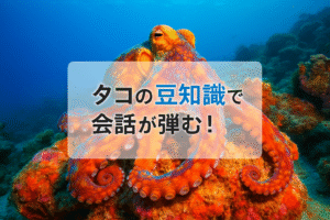 タコの豆知識知っていますか