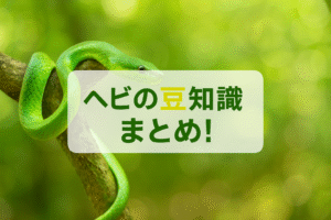 ヘビの豆知識まとめ！巳年に知りたい驚きの雑学