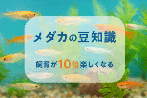 メダカの豆知識が飼育を10倍楽しくする