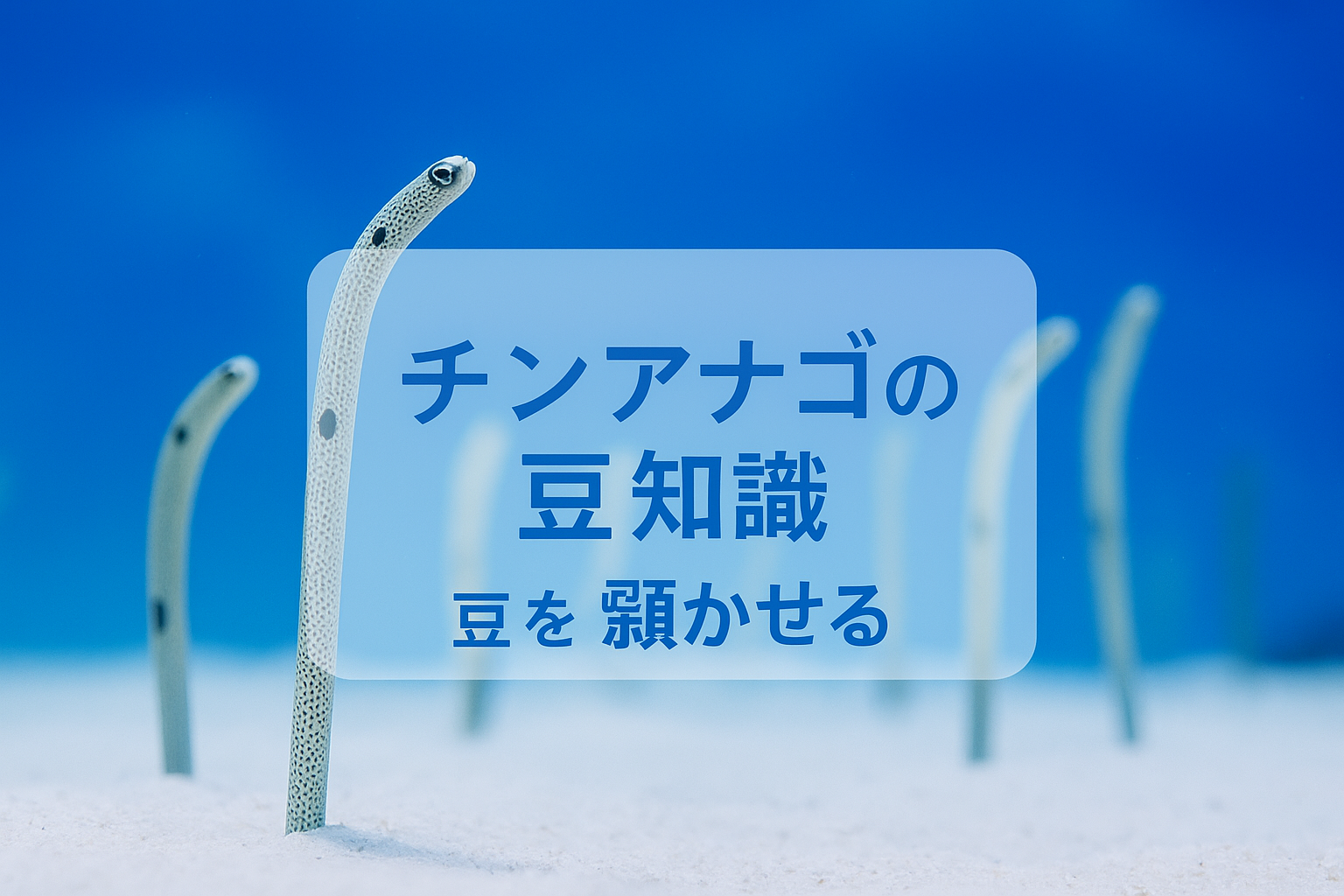 チンアナゴの豆知識