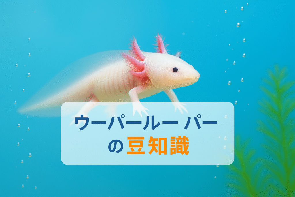 ウーパールーパーの豆知識