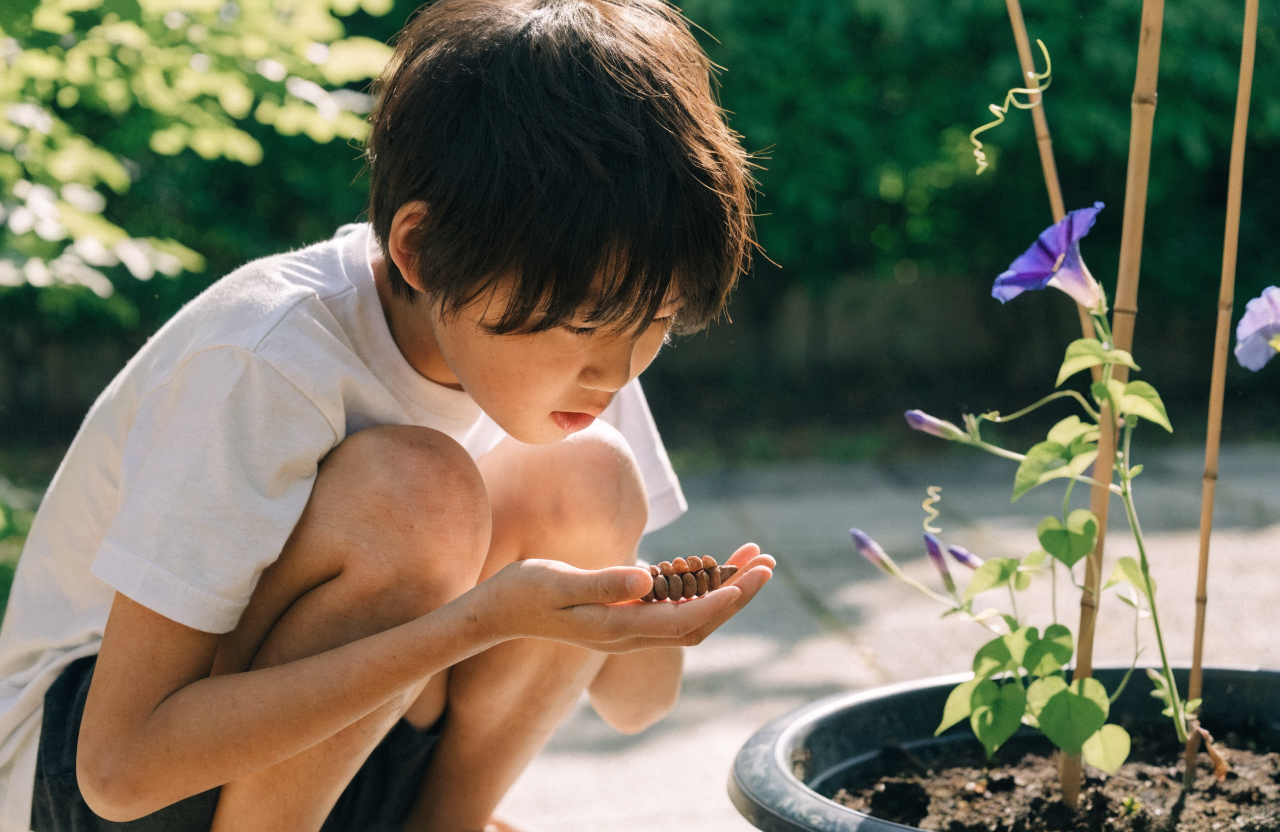 夏の晴れた日の午前中、小学生くらいの子どもが自宅の庭先でしゃがみ込み、朝顔の種の入った茶色い小さなさやを手のひらに乗せてじっくり観察している場面