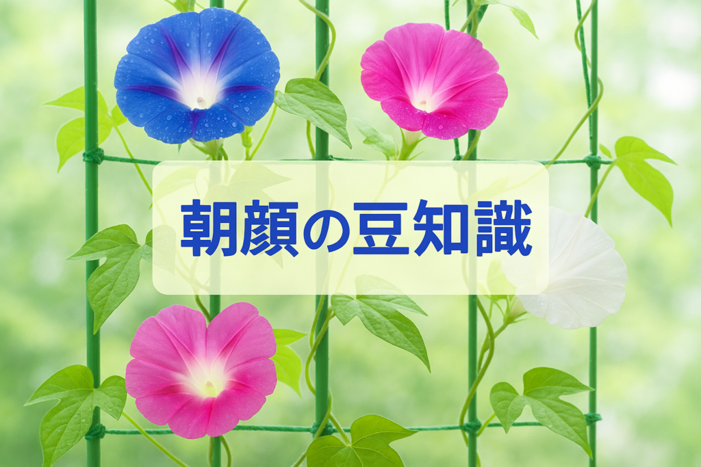 朝顔について意外と知らなかった、豆知識・由来・仕組みをまとめて解説